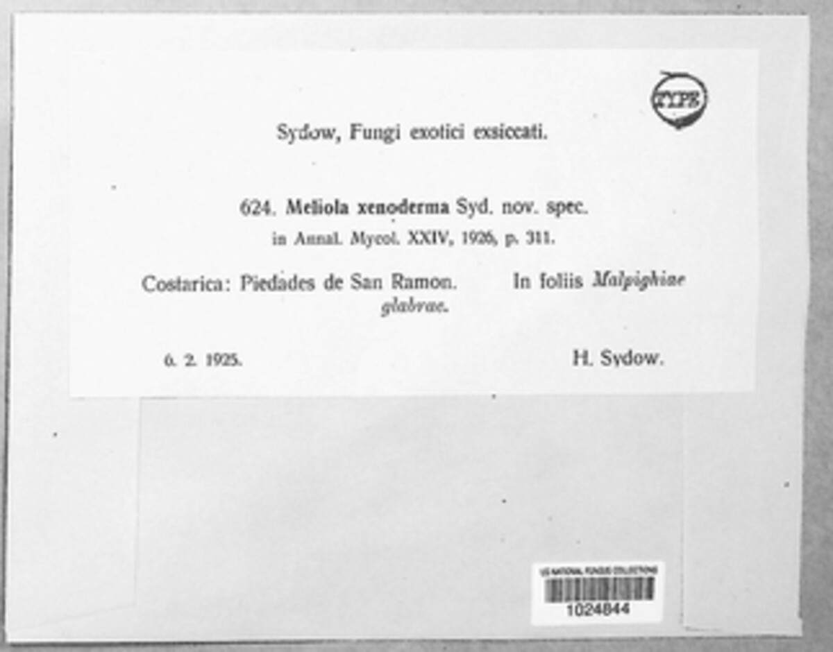 Meliola xenoderma image